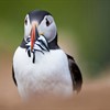 More fish for seabirds at Dogger bank