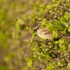 Mind the Gap: The hidden threats facing hedgerows, nature and climate