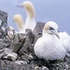 Avian flu – the wake-up call to drive urgent Government action on seabird recovery