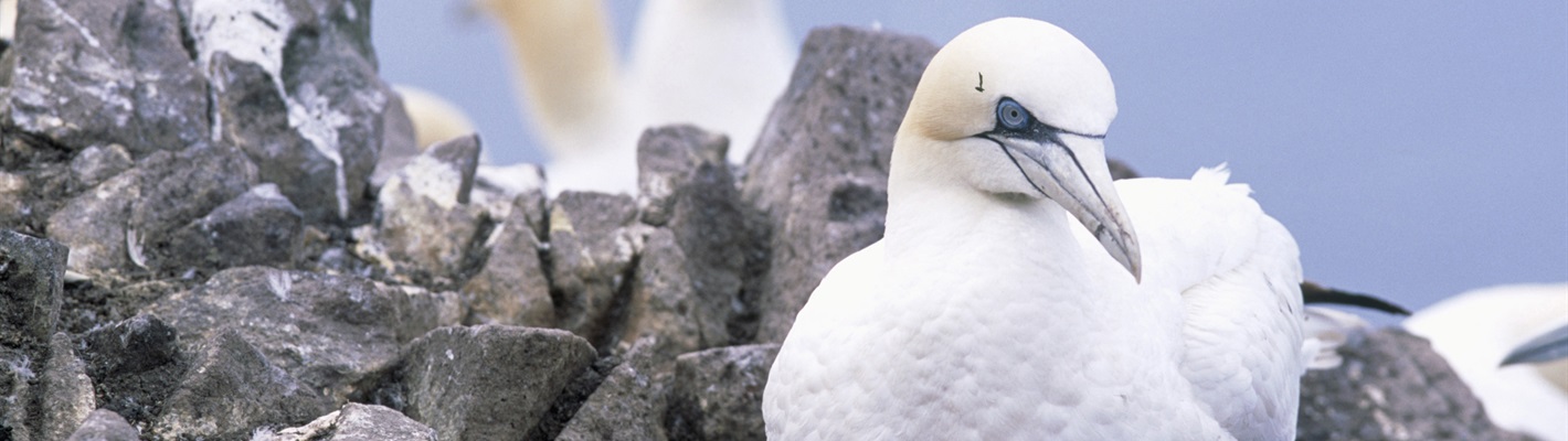 Avian flu – the wake-up call to drive urgent Government action on seabird recovery