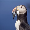 A lifeline for UK seabirds