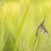 Chemical Pollution: The Silent Killer of UK Rivers