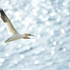 Make Seabirds Count: A Call to Action