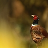 RSPB calls for the release of non-native gamebirds to be licensed
