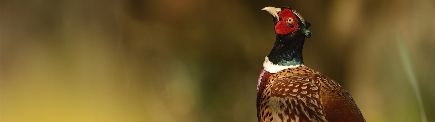 RSPB calls for the release of non-native gamebirds to be licensed