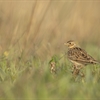 How can the next generation of environmental land management schemes recover farmland birds?