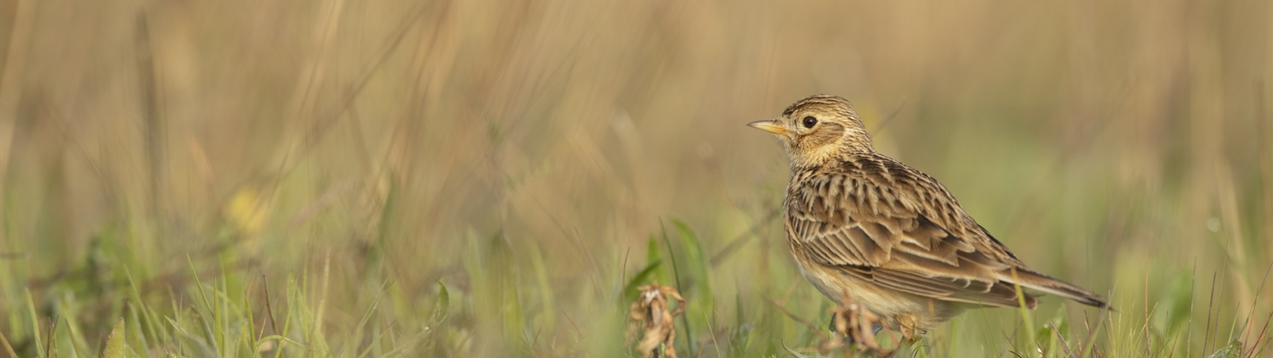 How can the next generation of environmental land management schemes recover farmland birds?