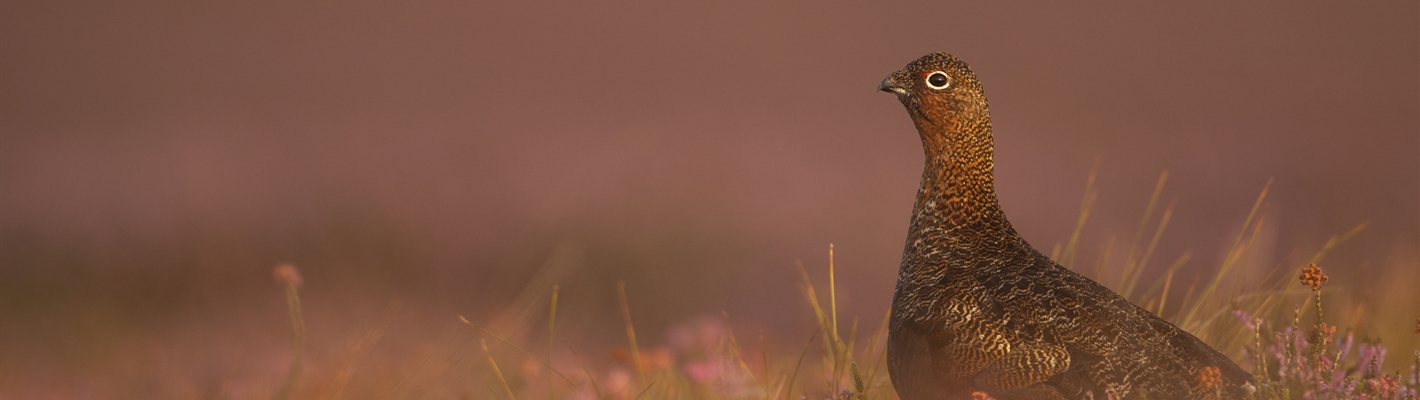 Driven Shooting in the Uplands – still reason to grouse?