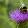 The Pesticide Collaboration: UK Government must ban the use of pesticides in public spaces