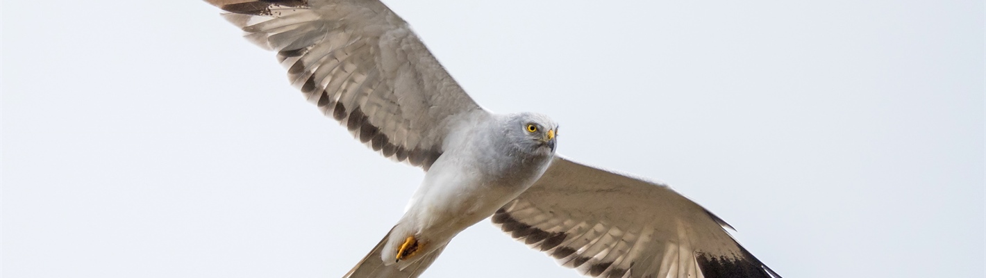 Hen Harriers and brood management, where should we go from here?