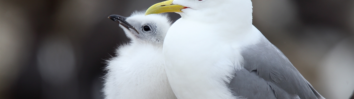 A new seabird haven the size of France will protect 5 million seabirds in the North Atlantic