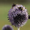 Will bees be put at risk from neonicotinoids?