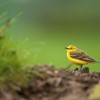 Farmland birds in peril, but could nature friendly farming provide the solution?