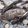 Great skua Stercorarius skua, killed by bird flu