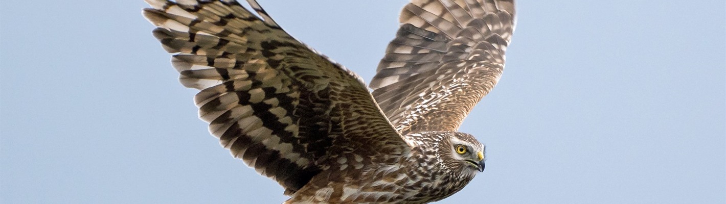 The Birdcrime report exposes the relentless persecution of Birds of prey across the UK