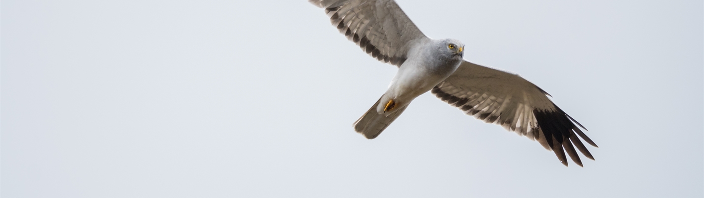 Hen Harriers on the rise, but illegal persecution continues to stifle their recovery