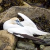 Seabirds in crisis: new bird flu report adds further urgency to need for action