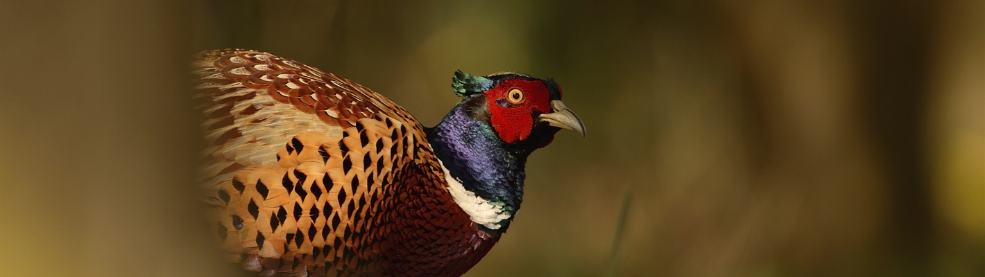 RSPB calls for moratorium on gamebird releases as Avian Influenza outbreak continues