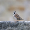 House sparrow population in Europe drops by 247m - how can we halt the decline in nature?