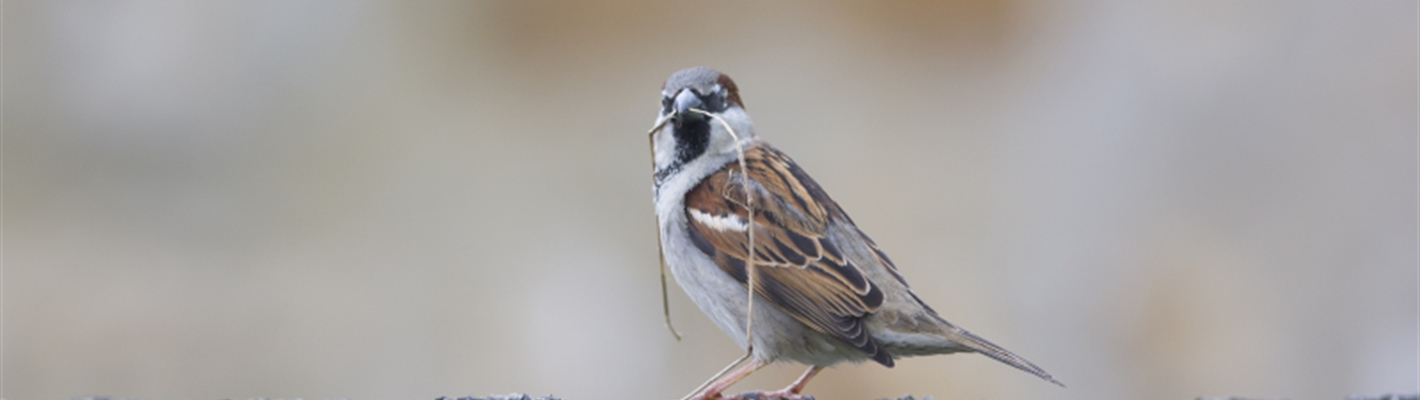 House sparrow population in Europe drops by 247m - how can we halt the decline in nature?