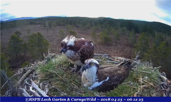 rspb osprey centre