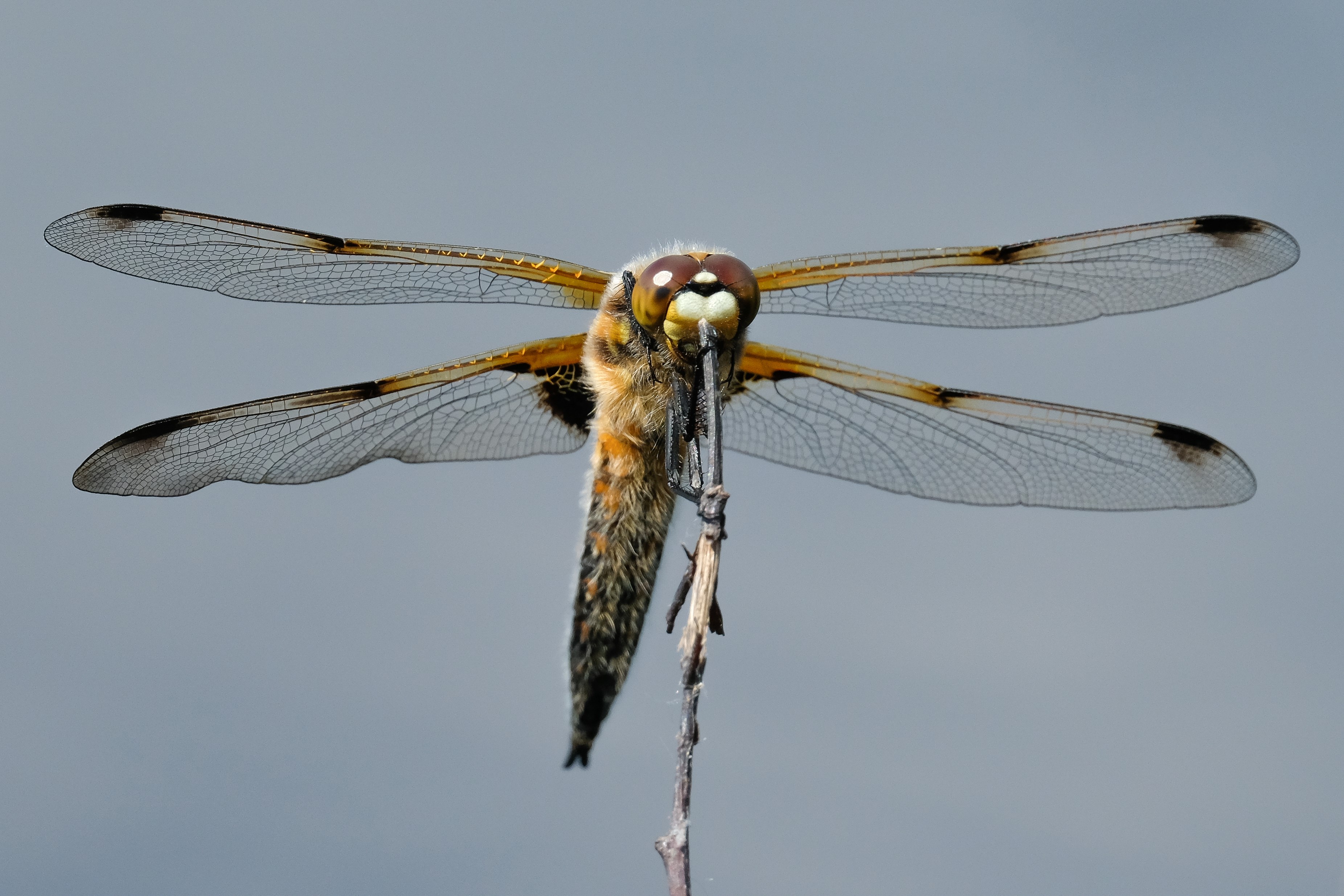 The Devil's Darning Needle – Dragonfly names at home and abroad