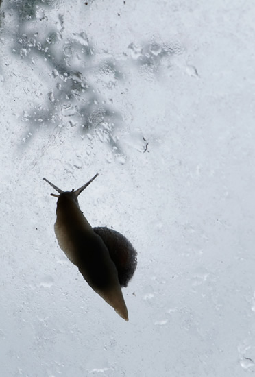 Garden snail climbing up greenhouse roof in rain