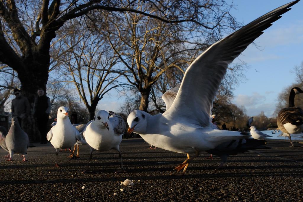 Black-headed gulls in Regent's park. Image by Nick Upton (www.rspb-images.com)