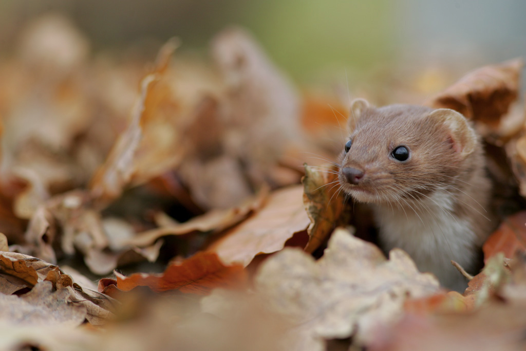 Weasel in leaves. Photo by Danny Green (www.rspb-images.com)