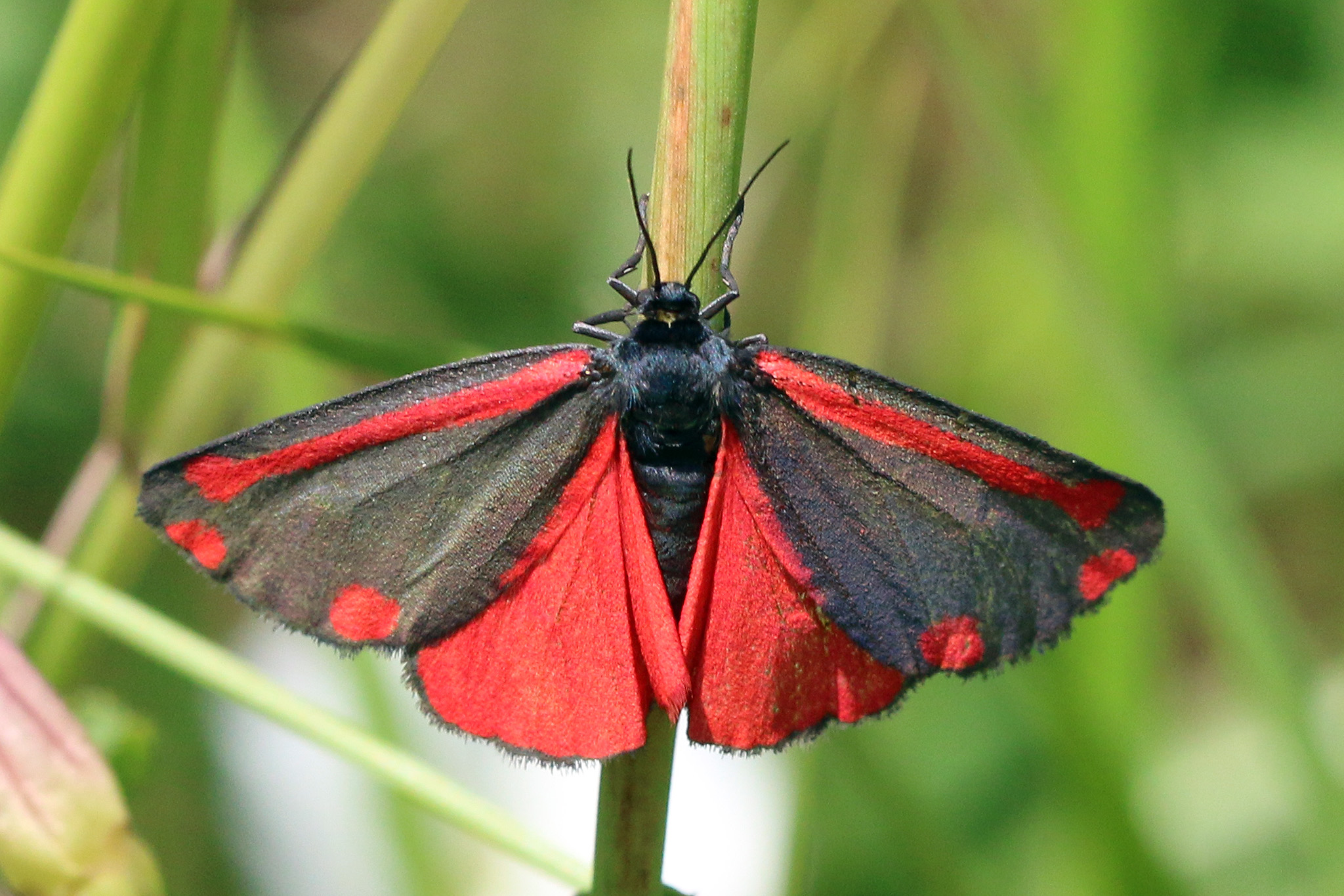 Marvellous Moths Notes On Nature Wildlife The Rspb Community