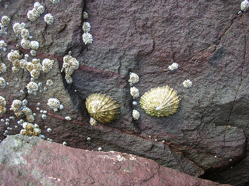 Limpets - image by Michael Spiller (http://www.flickr.com/photos/mgspiller/)