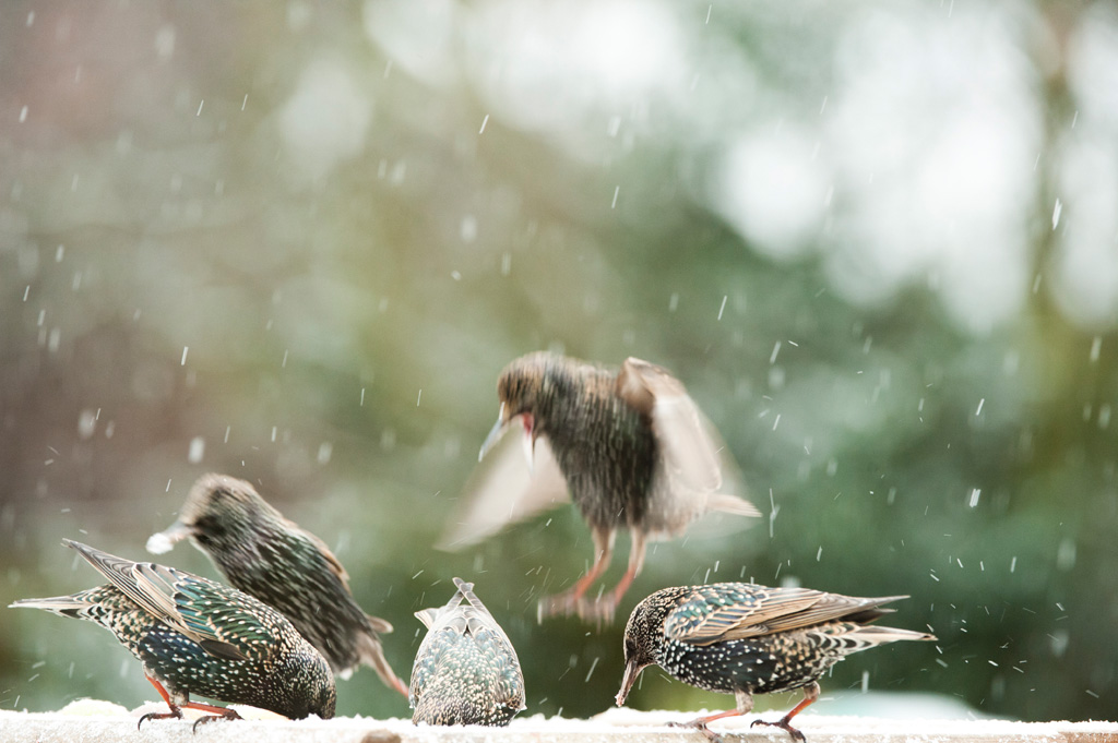Starlings in the snow (image by Kaleel Zibe - www.rspb-images.com)