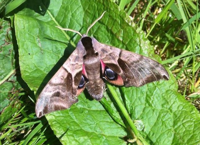 https://community.rspb.org.uk/community/cfs-file.ashx/__key/communityserver-blogs-components-weblogfiles/00-00-01-18-42/Eyed-Hawkmoth.jpg