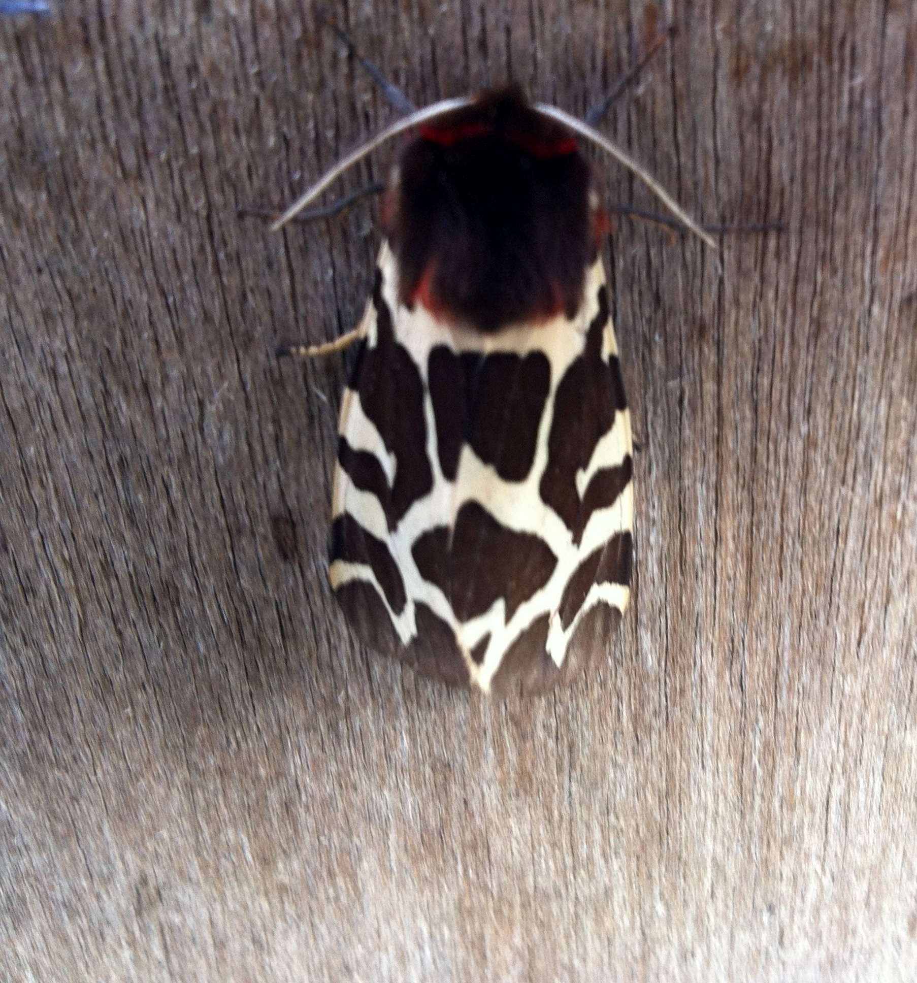 Moth trap - Ask an expert - Wildlife - The RSPB Community