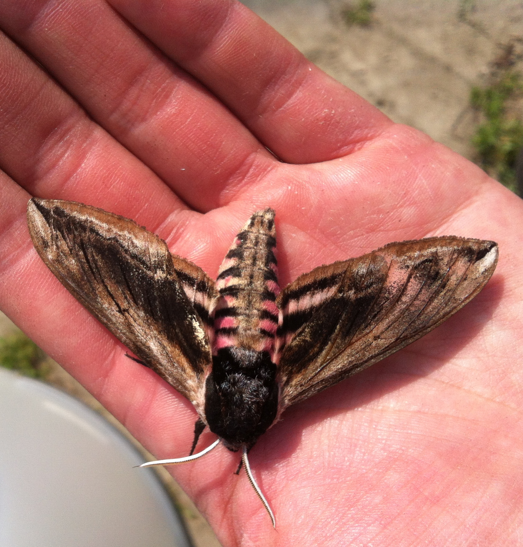 Moth trap - Ask an expert - Wildlife - The RSPB Community