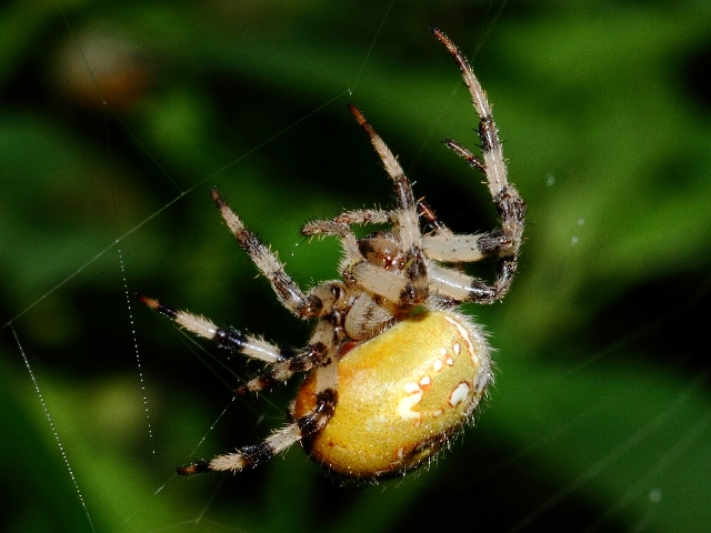 Blog  What Are Orb Weaver Spiders?