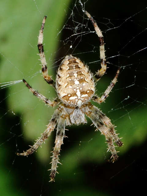 Blog  What Are Orb Weaver Spiders?