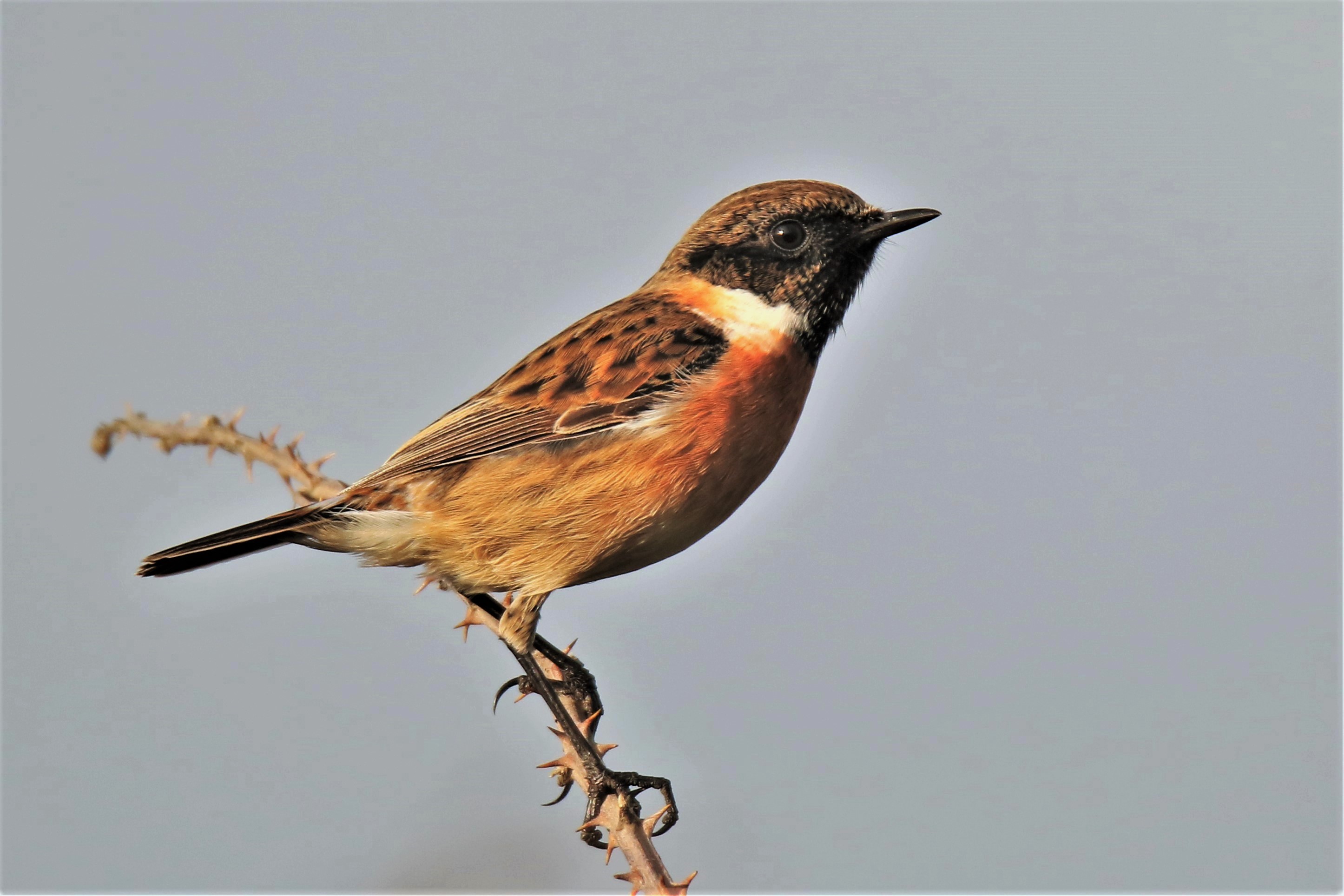 Rise of the Passerines - Dungeness - Dungeness - The RSPB Community