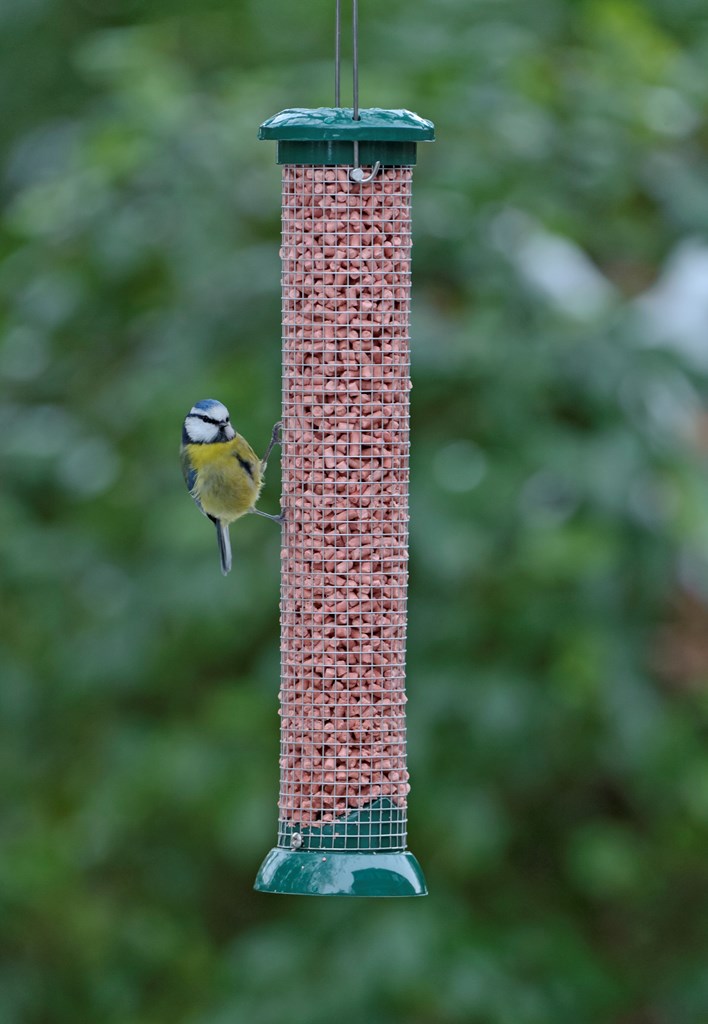 Open A Bird Cafe Leighton Moss Leighton Moss The Rspb Community