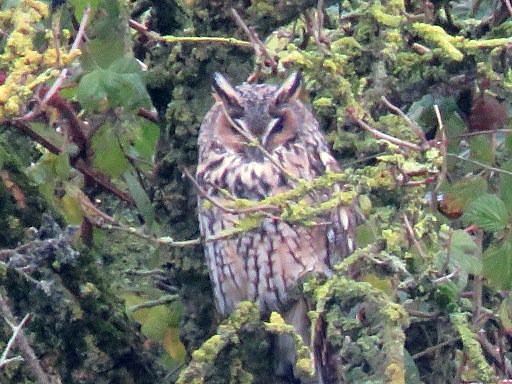 If You Go Down To The Woods Today Saltholme Saltholme The Rspb Community