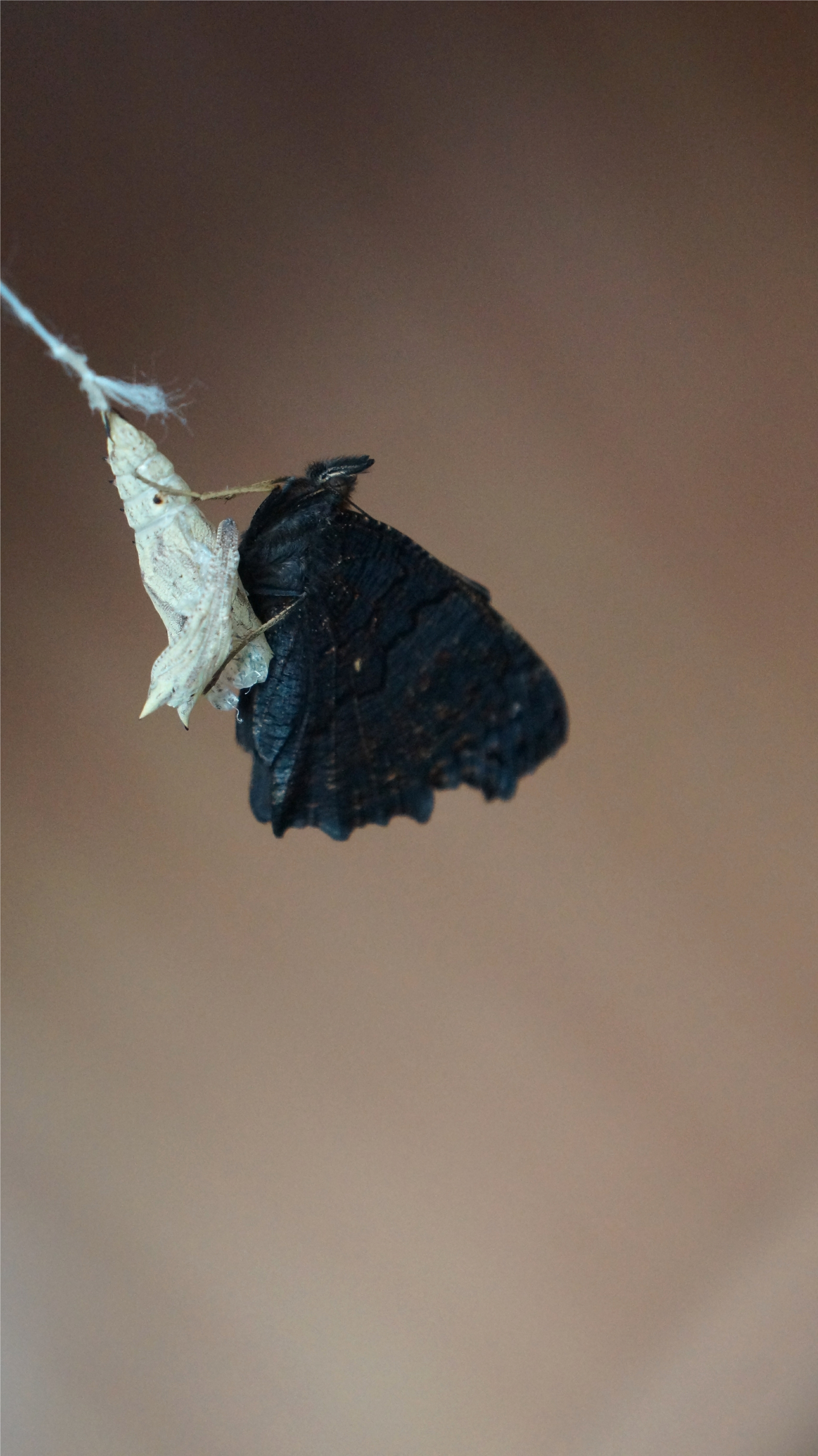 Butterfly Update Saltholme Saltholme The Rspb Community