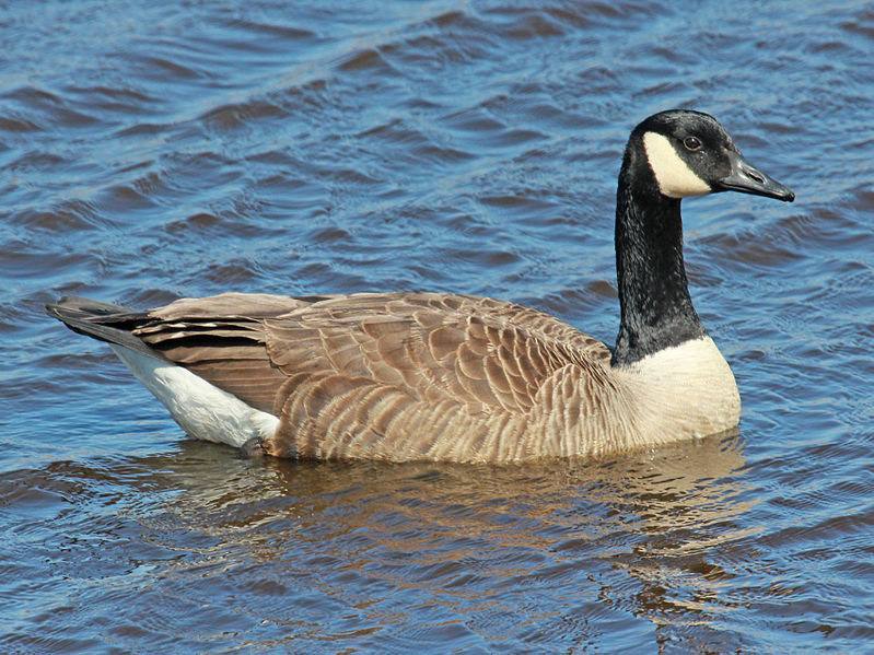 Canada goose 01 outlet 00