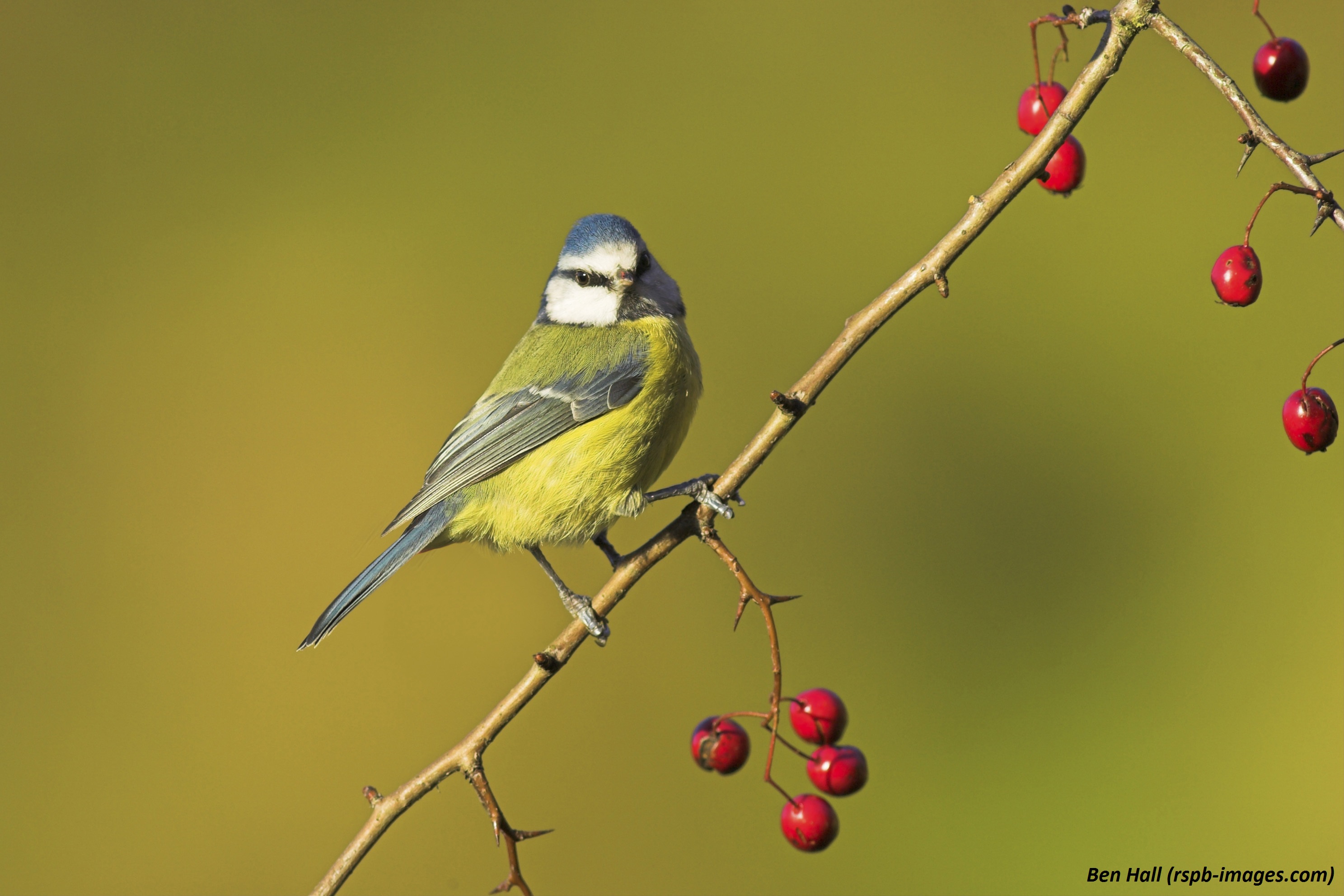 Five facts you need to know about blue tits - Scottish Nature Notes - Our  work - The RSPB Community