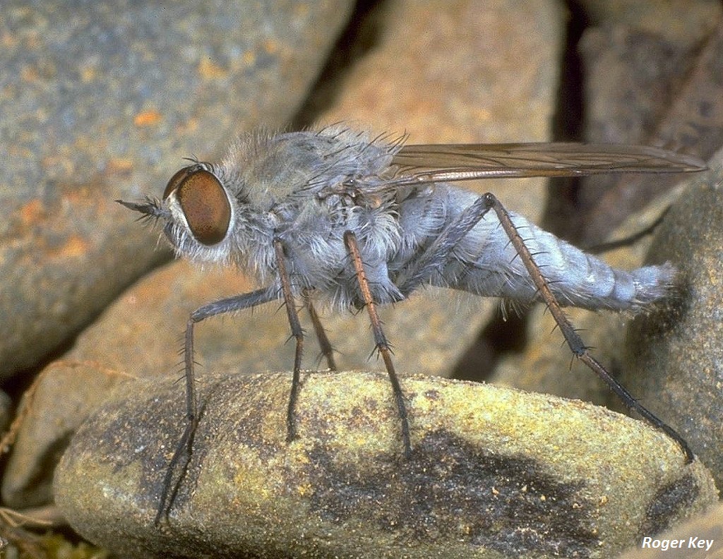 Head over heels for Speyside's diptera: the northern silver stiletto fly -  Scottish Nature Notes - Our work - The RSPB Community