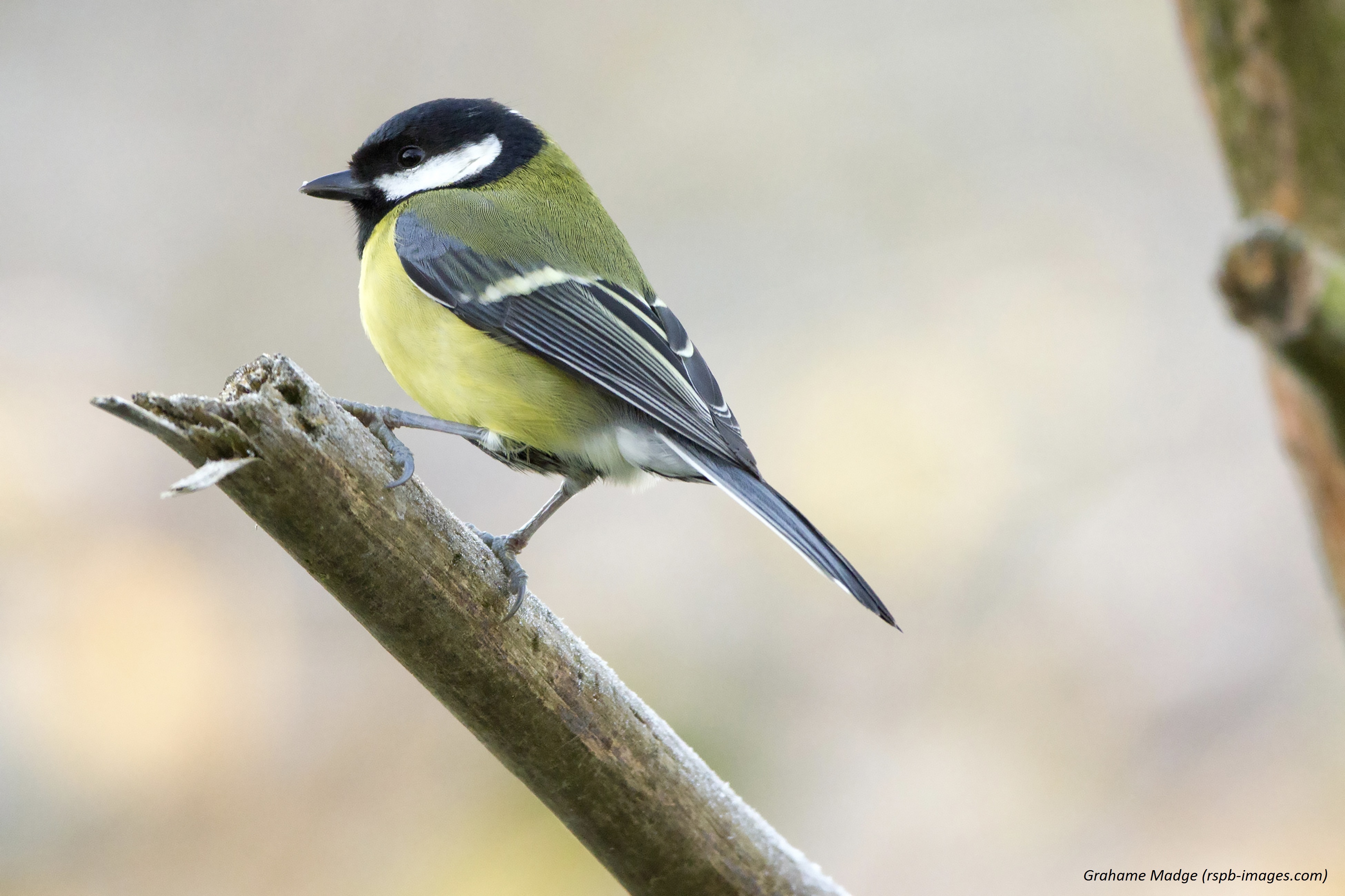 A Simple Guide To Bird Id In Scotland Scottish Nature Notes Our