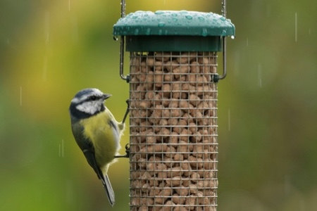 What To Feed In Wet Weather Natures Home Magazine Uncovered