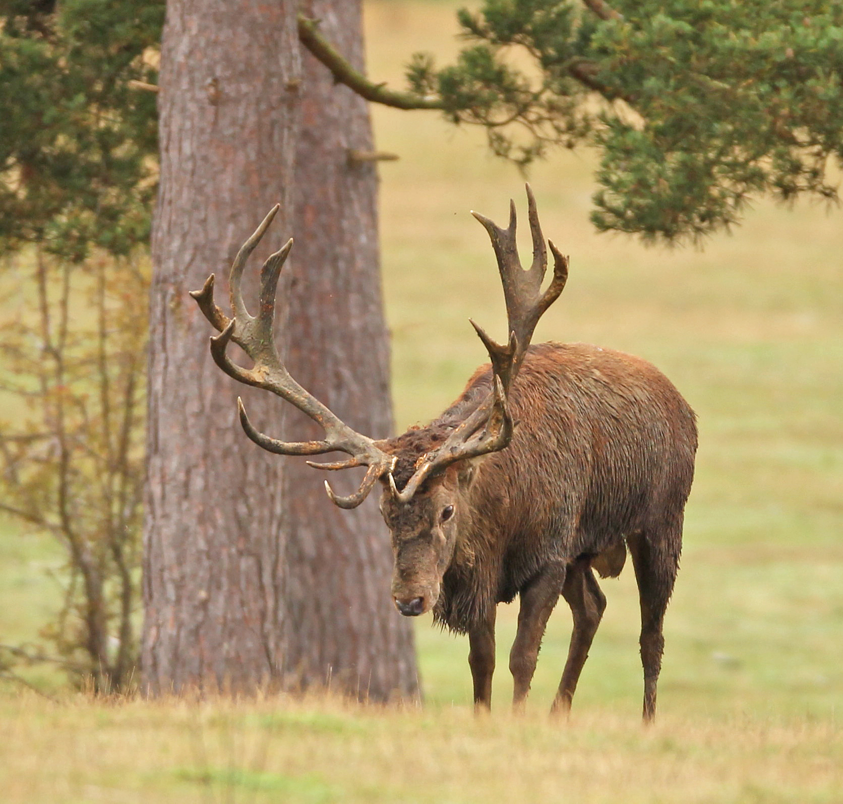 Big red stag roaring