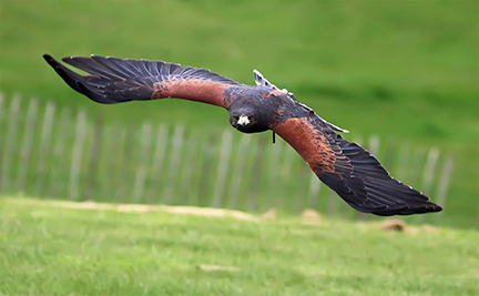 National Centre for Birds of Prey