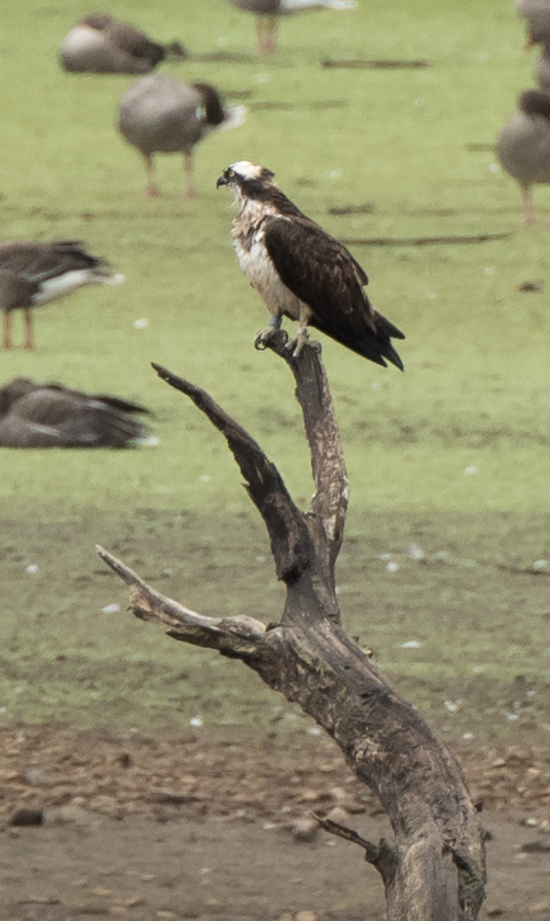 rspb osprey centre