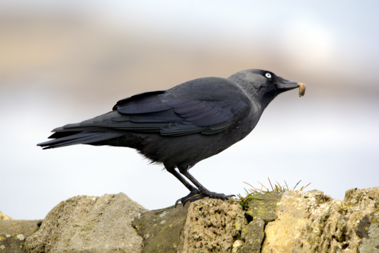 jackdaws eating all the bird food